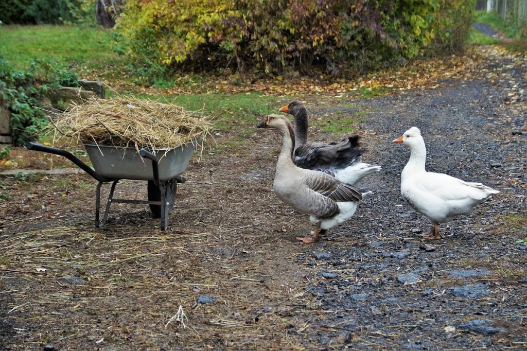 geese breeds for homestead