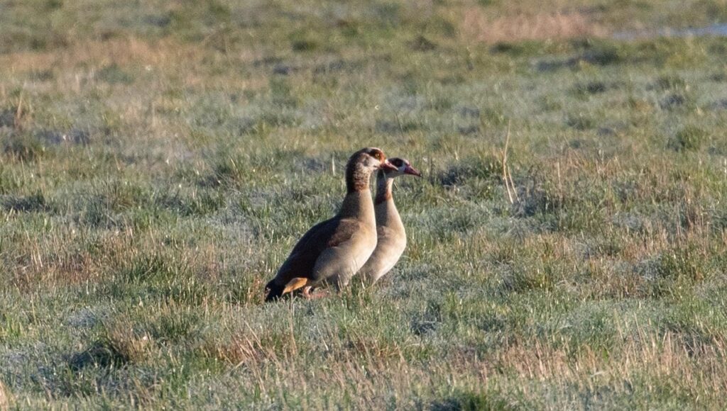 geese feeding