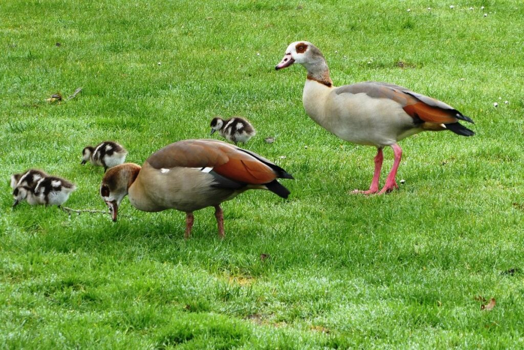 geese what do they eat