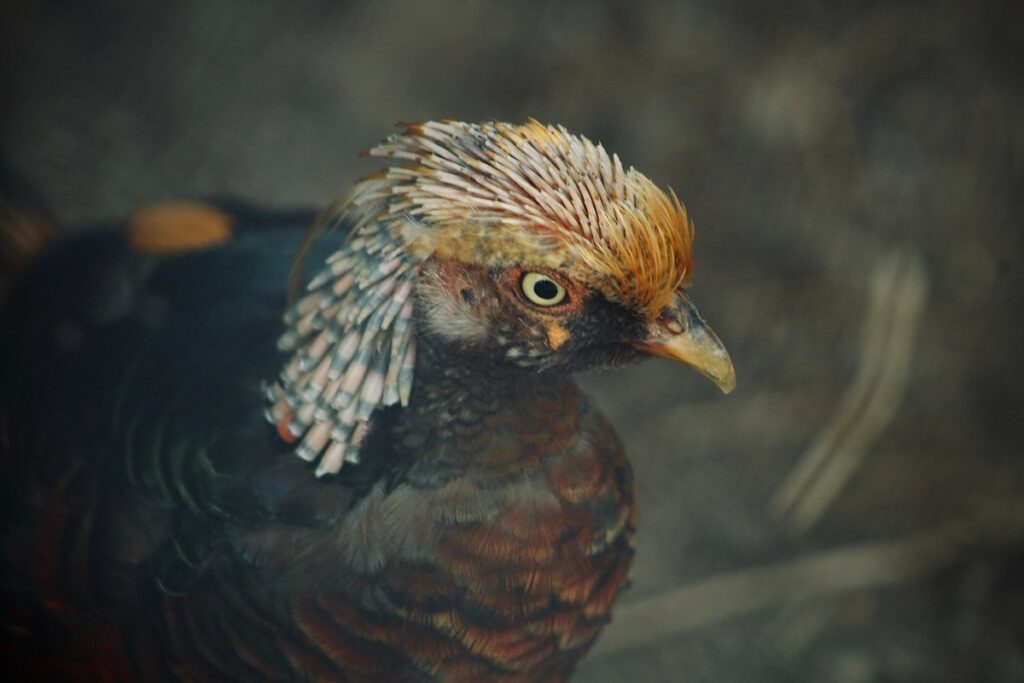 golden coturnix quail