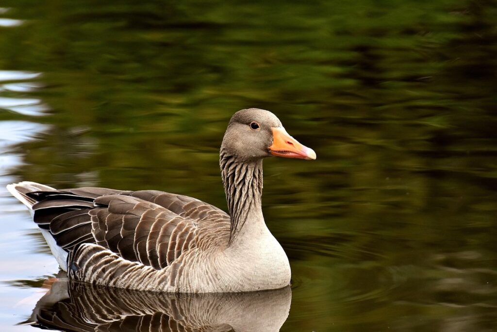 goose aggressive behavior