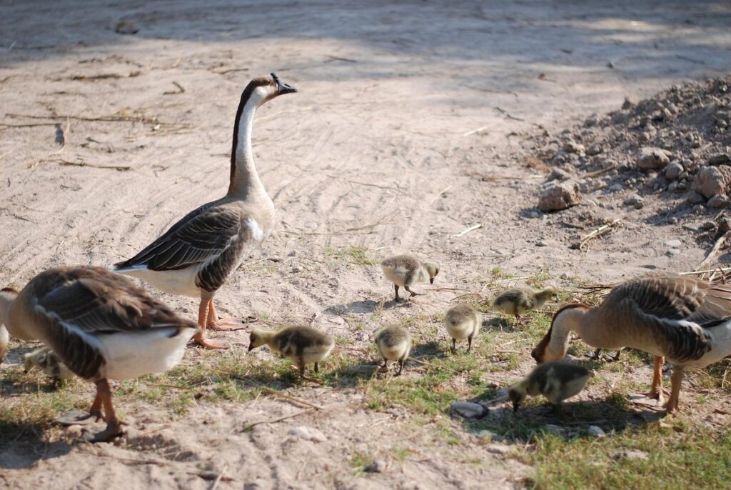 goose behavior with chickens