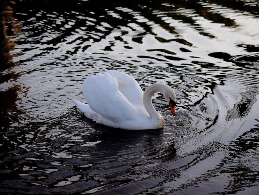 goose behavior with flock