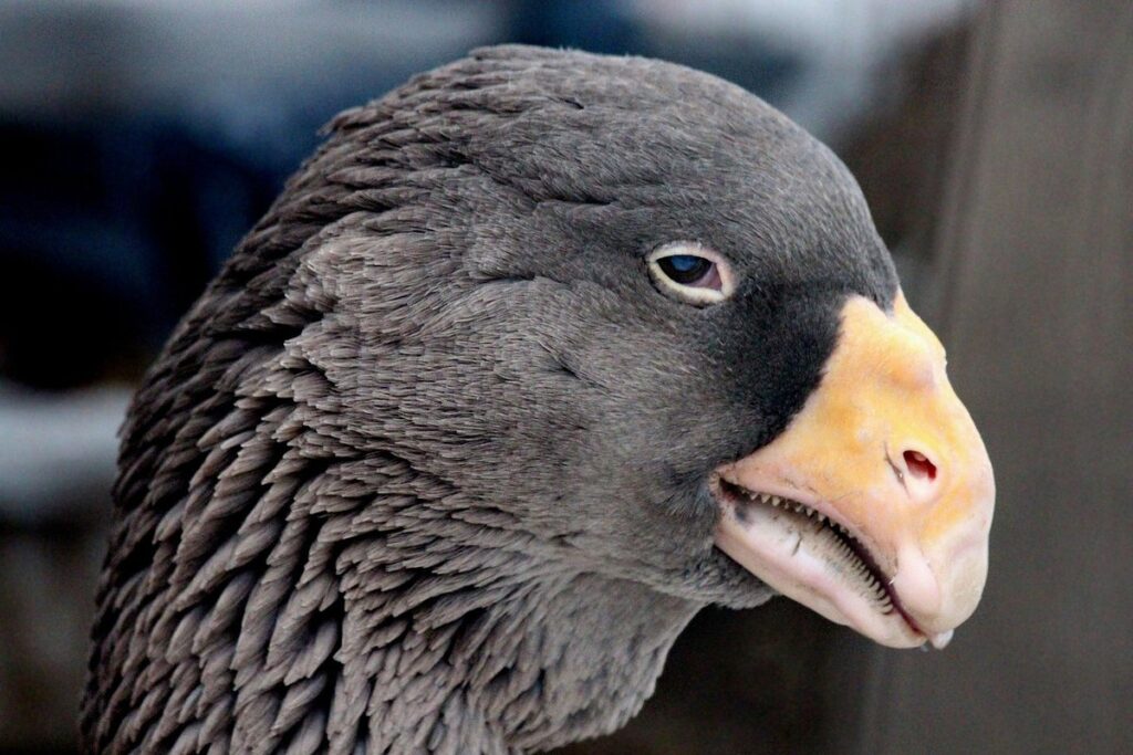 goose breeds for homestead