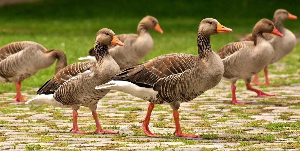 goose nesting behavior
