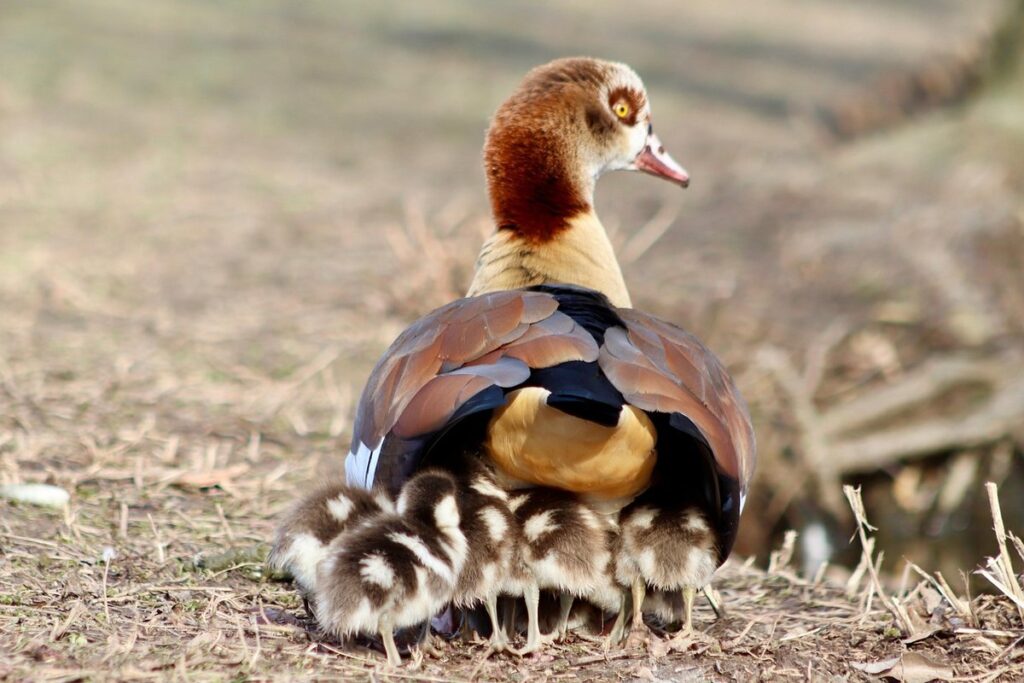 predator protection for geese