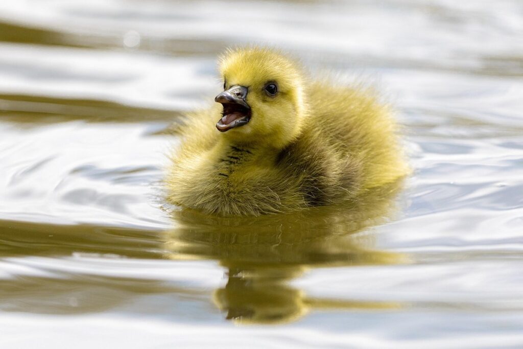 gosling brooder temperature