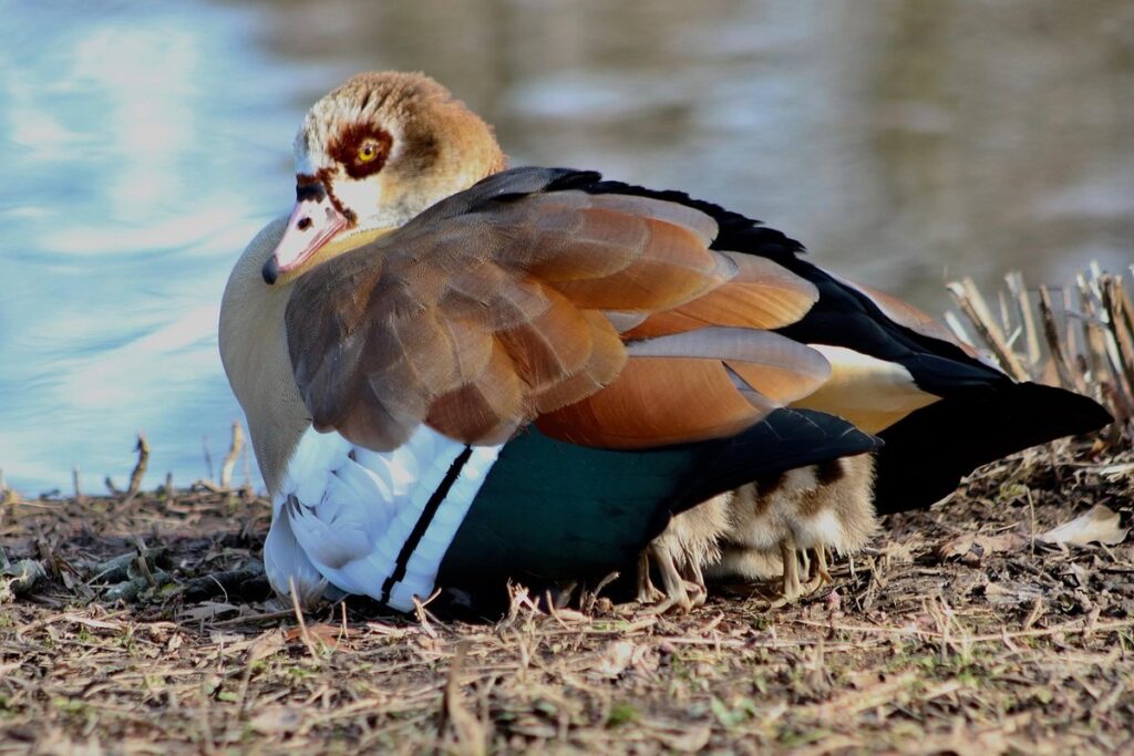 gosling care