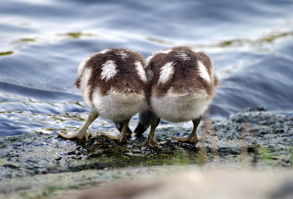 what to feed ducklings uk