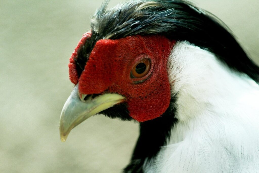 protein for laying hens