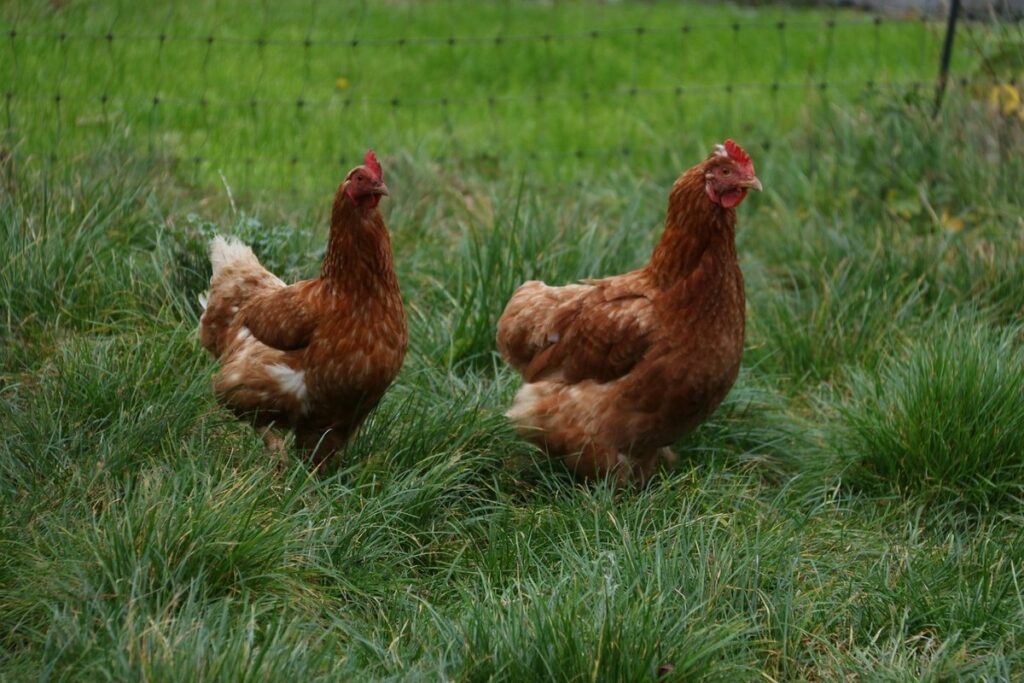 green eggs chicken