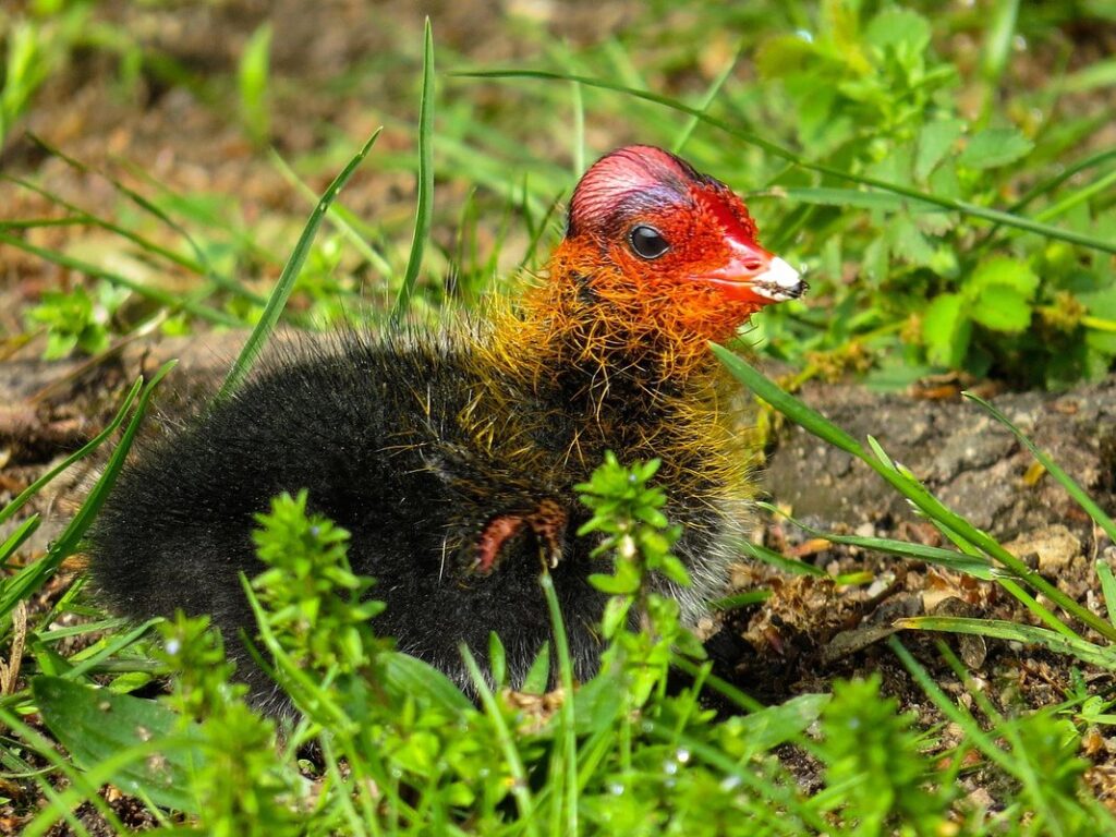 guinea fowl keets care