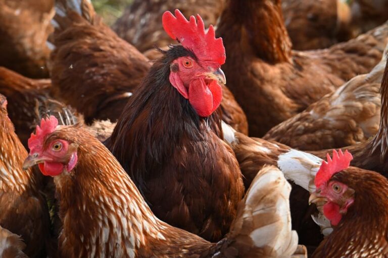 guinea fowl vs chickens