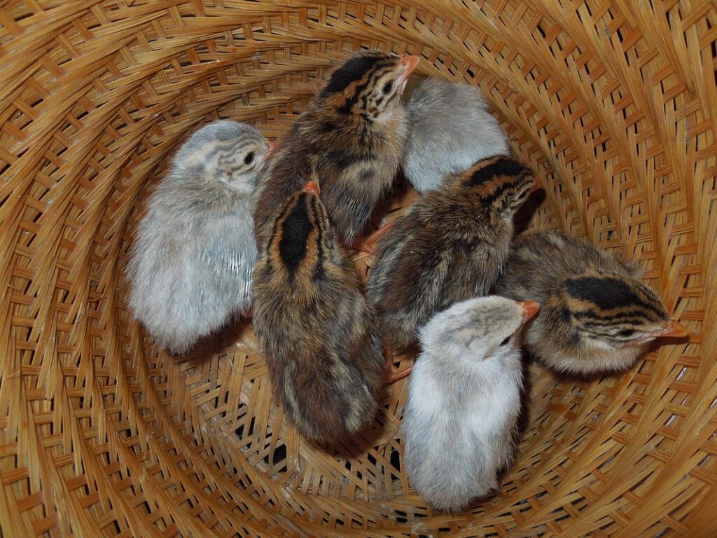 guinea keets white