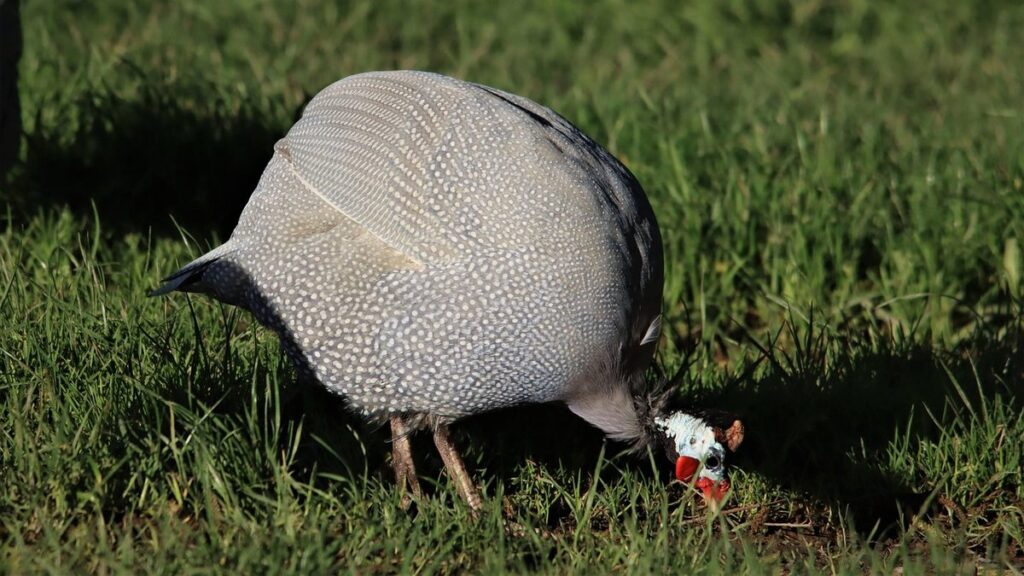 guineas pearl