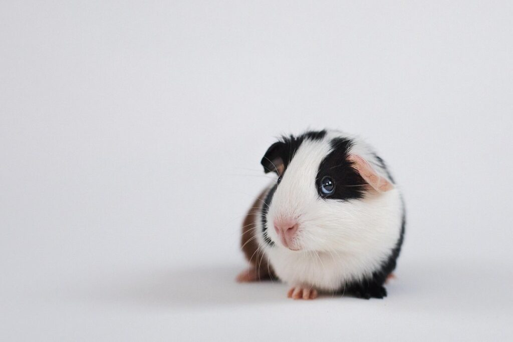 guineas white