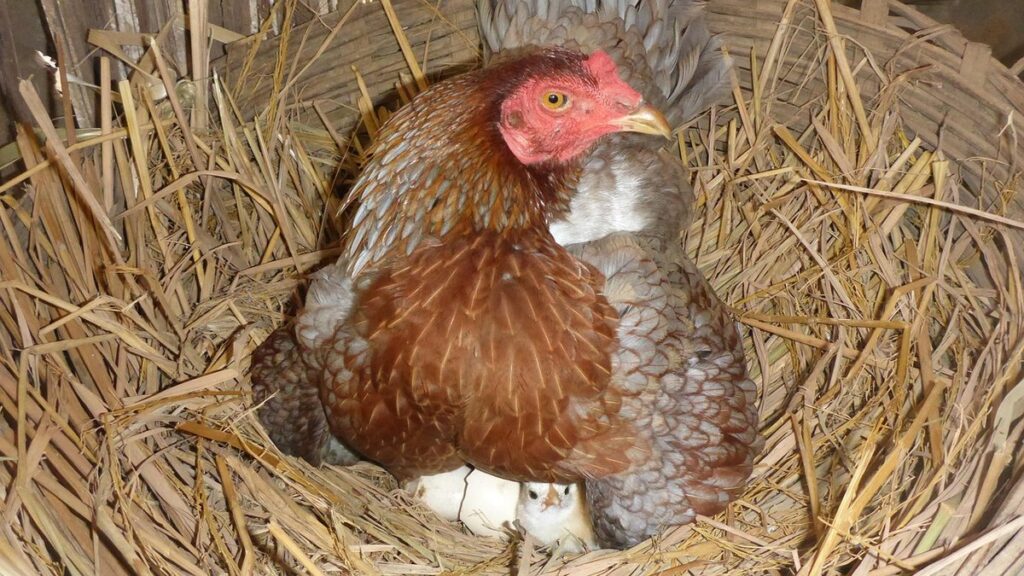 incubator for hen eggs