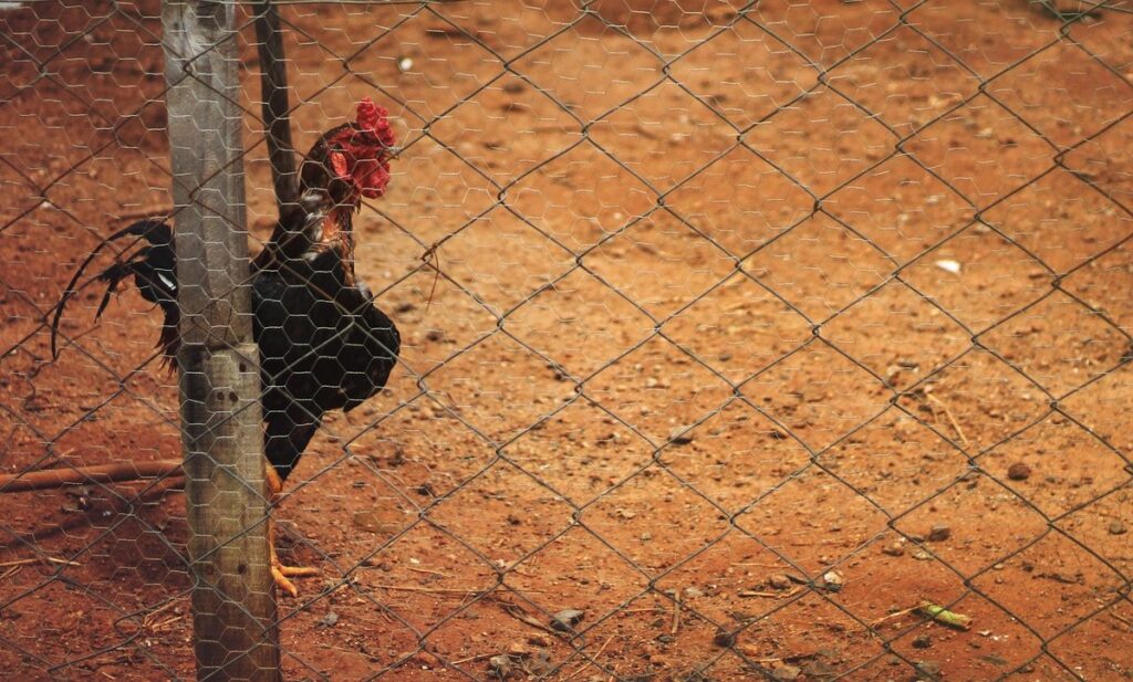 how to build a hen house