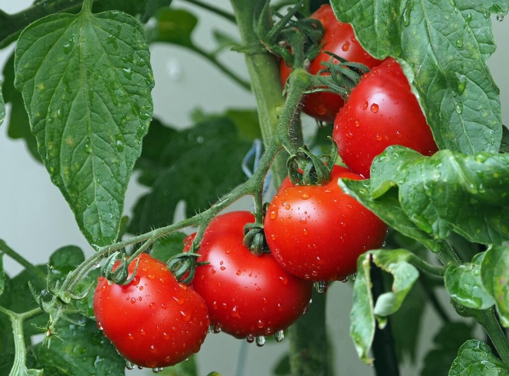 can hens eat tomatoes