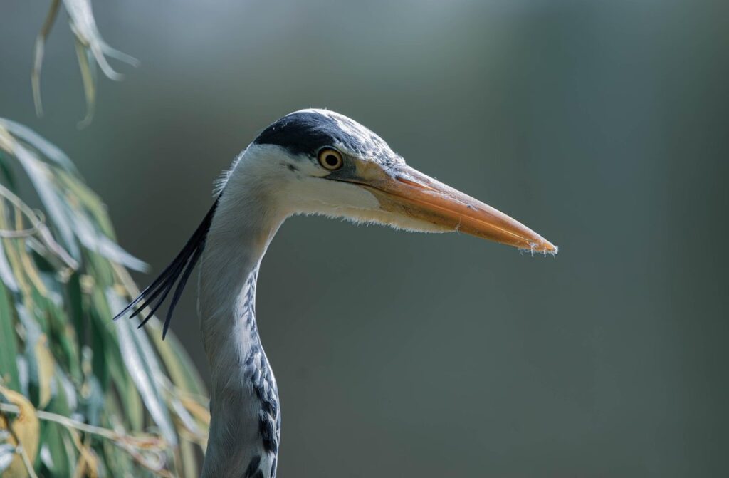 do herons eat ducks