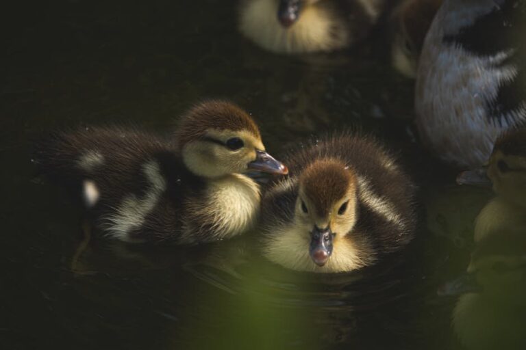 indian runner ducks ducklings