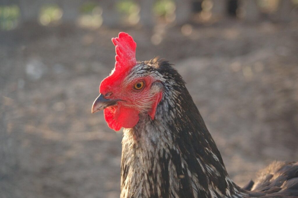 layer hen peak production