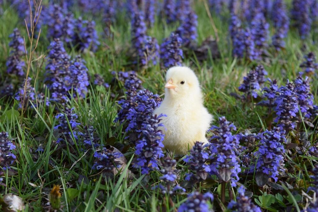 leghorn bird