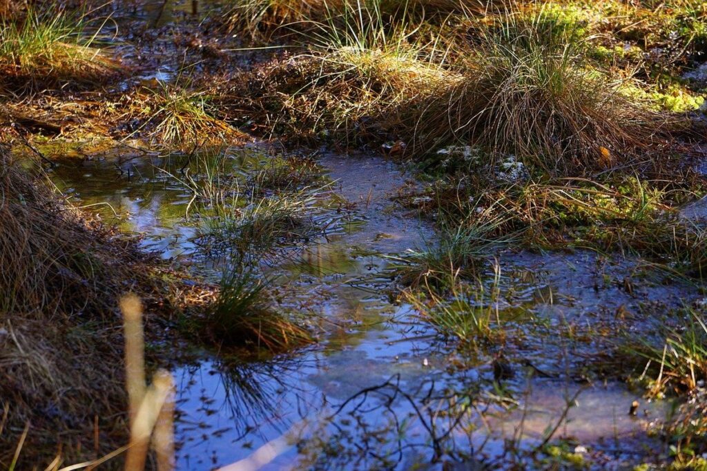 deep litter method in winter