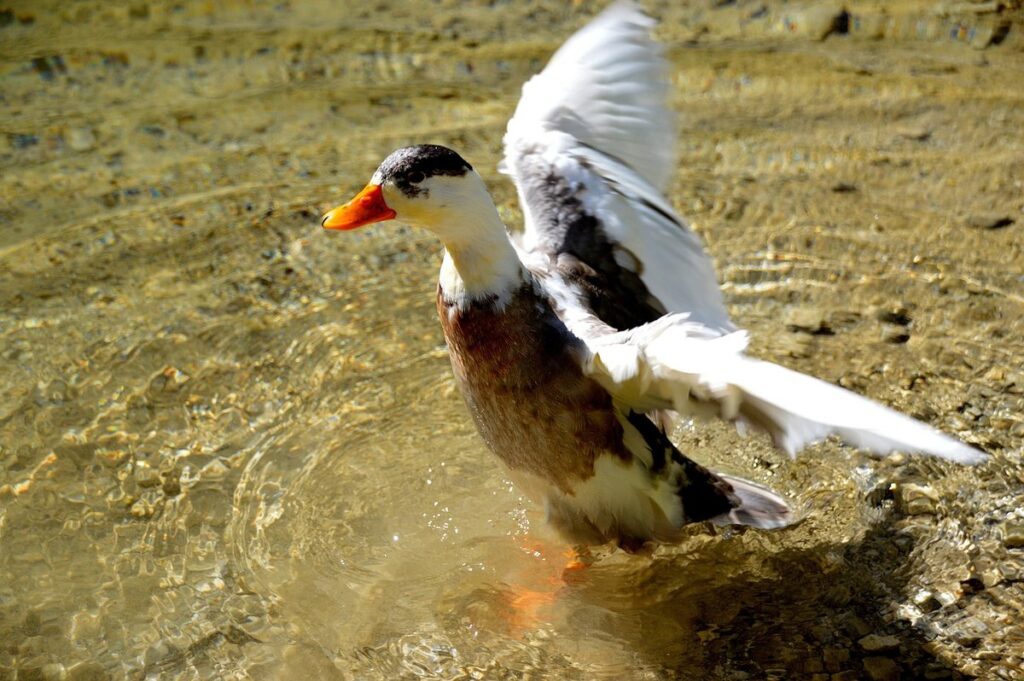 magpie ducks