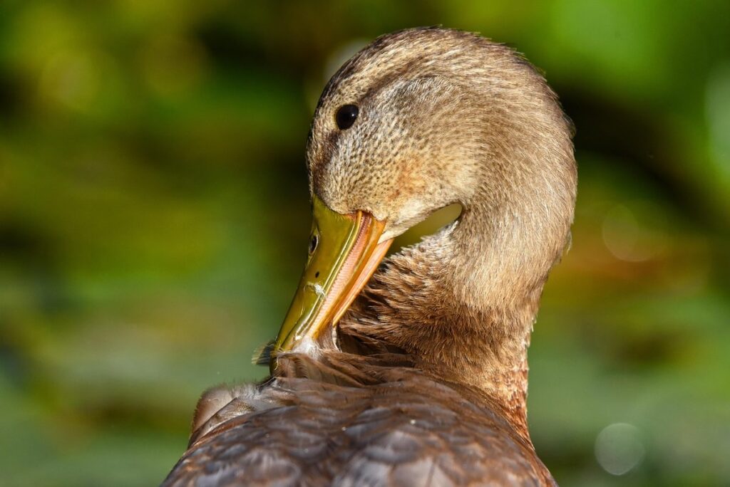 mallard duck care