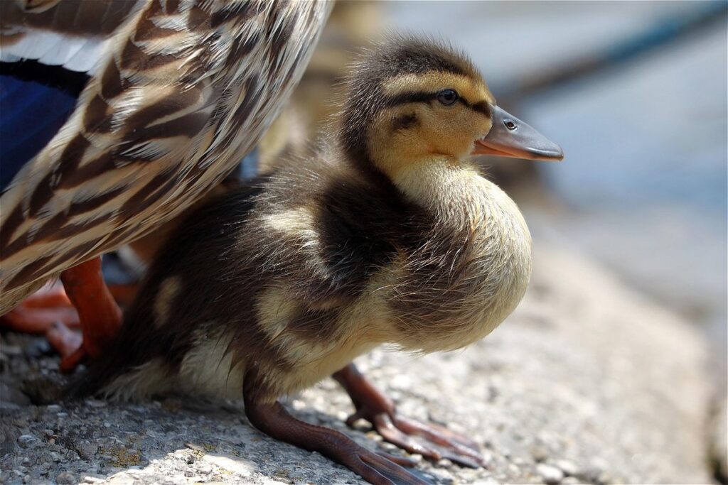 mallard duckling