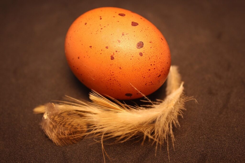 marans chicken