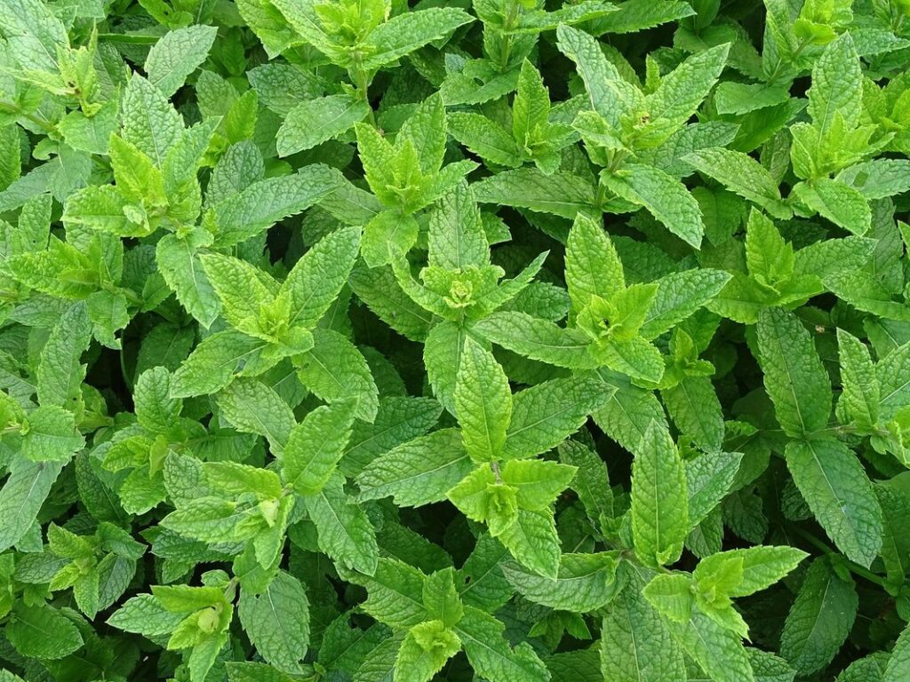 mint in chicken coop