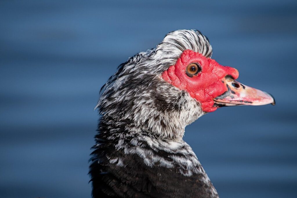 muscovy duck brooding