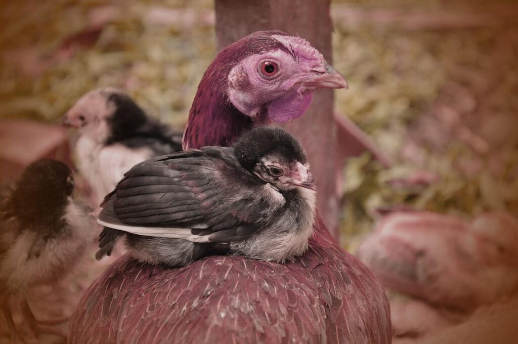 worming chickens natural methods