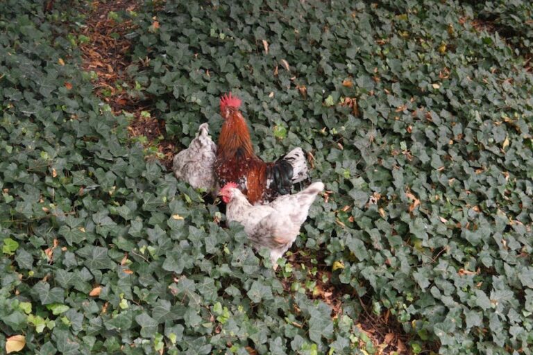 treat lice on chickens naturally