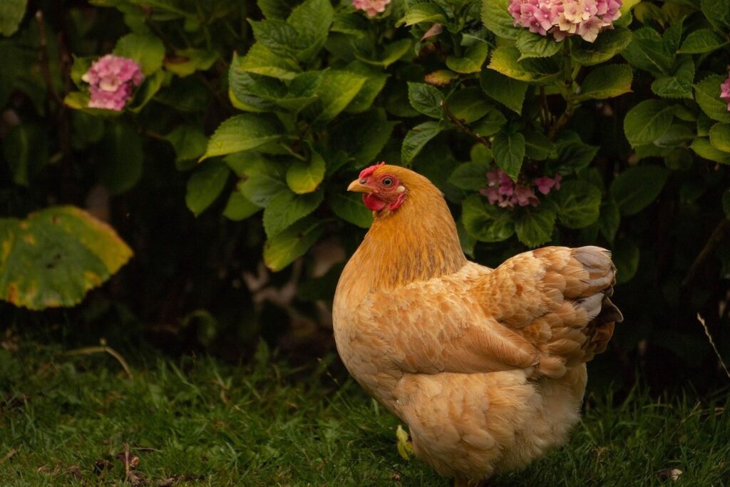 chickens not laying eggs