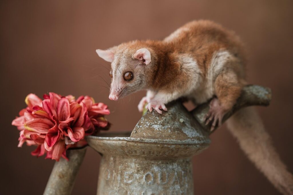 do opossums kill chickens