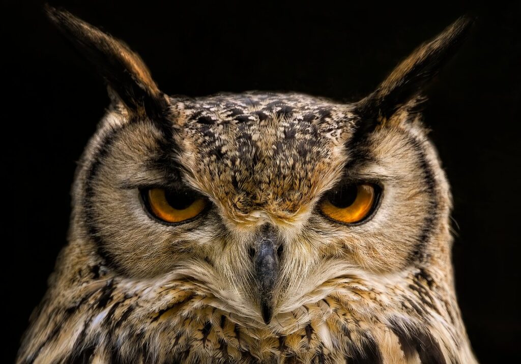 owl deterrent for chickens