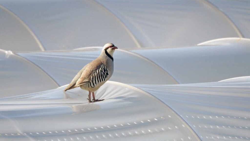 welsummer chicken partridge