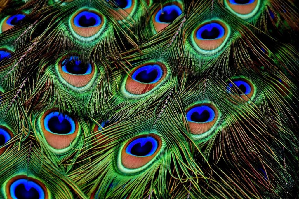 peacock animal