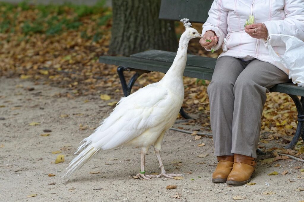 peacock diet and care