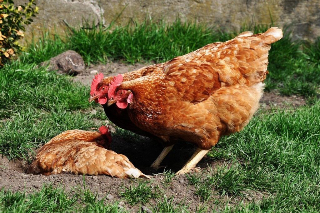 pecking order hens