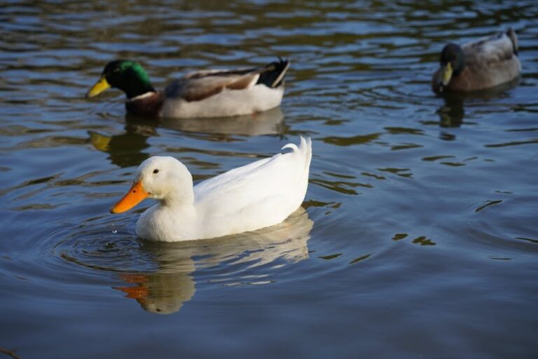 pekin duck care basics