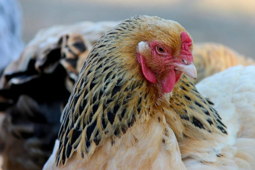poultry coop run