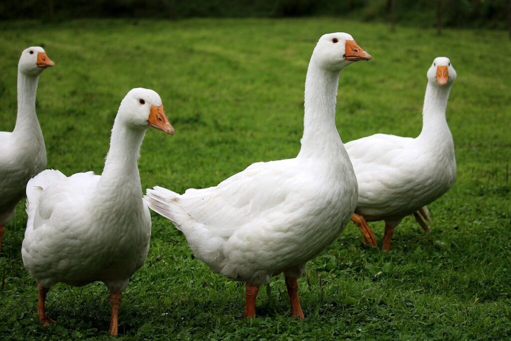 pasture rotation for poultry