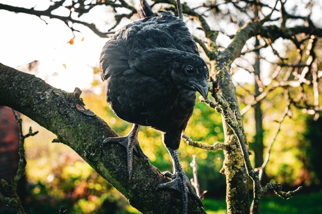 poultry rare breeds