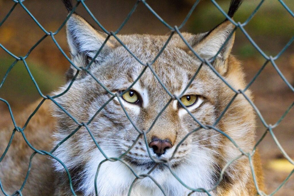 apron fence for predators