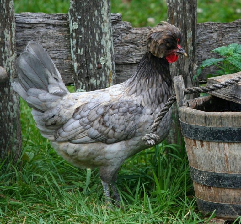 first eggs from pullets