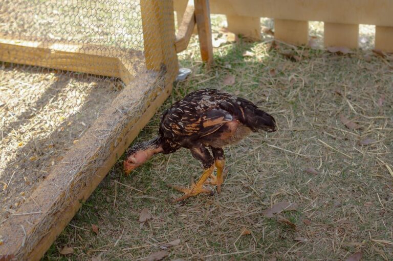 pullet vs hen age difference